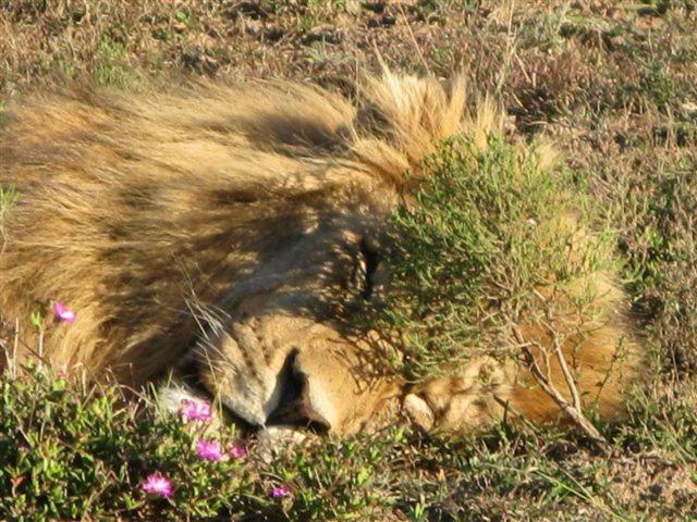 Addo Gateway Lodge コルチェスター エクステリア 写真
