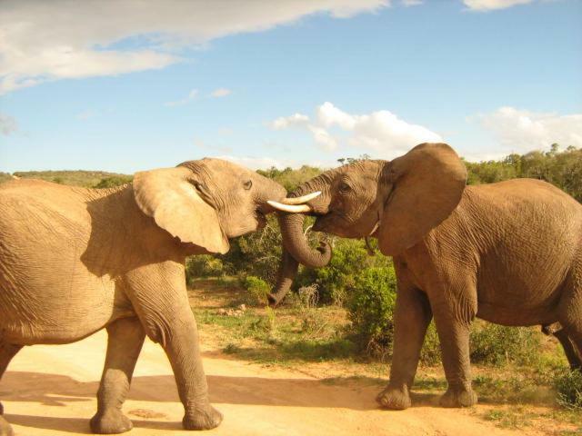 Addo Gateway Lodge コルチェスター エクステリア 写真
