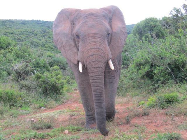 Addo Gateway Lodge コルチェスター エクステリア 写真