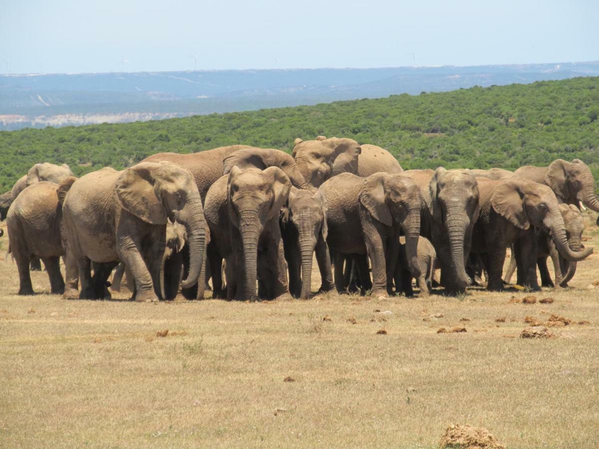 Addo Gateway Lodge コルチェスター エクステリア 写真